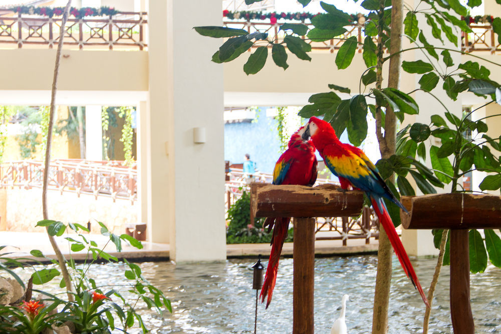 Hotel Occidental At Xcaret Destination Playa del Carmen Exteriér fotografie Parrots at the lobby